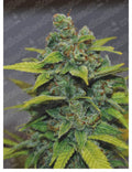 Semillas feminizadas de Banana Zkittlez
