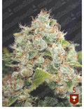 Semillas feminizadas BCN Sour Diesel