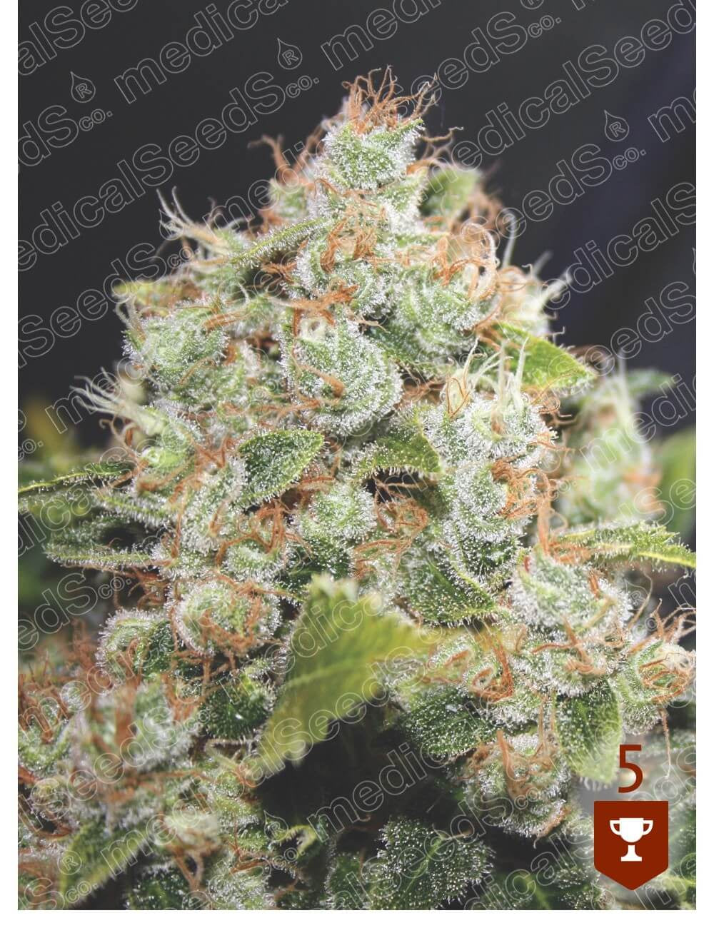 Semillas feminizadas BCN Sour Diesel