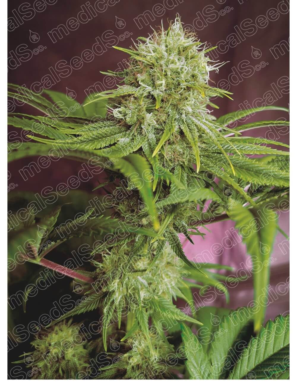 Semillas feminizadas Elixir Vitae CBD