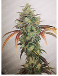 Semillas feminizadas Y Griega CBD 2.0
