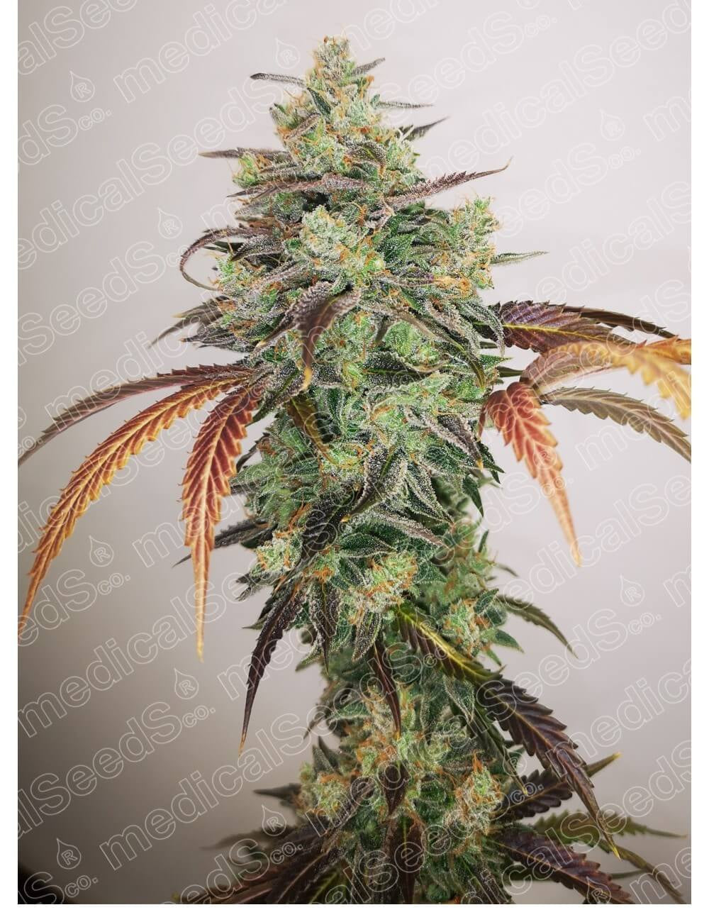 Semillas feminizadas Y Griega CBD 2.0