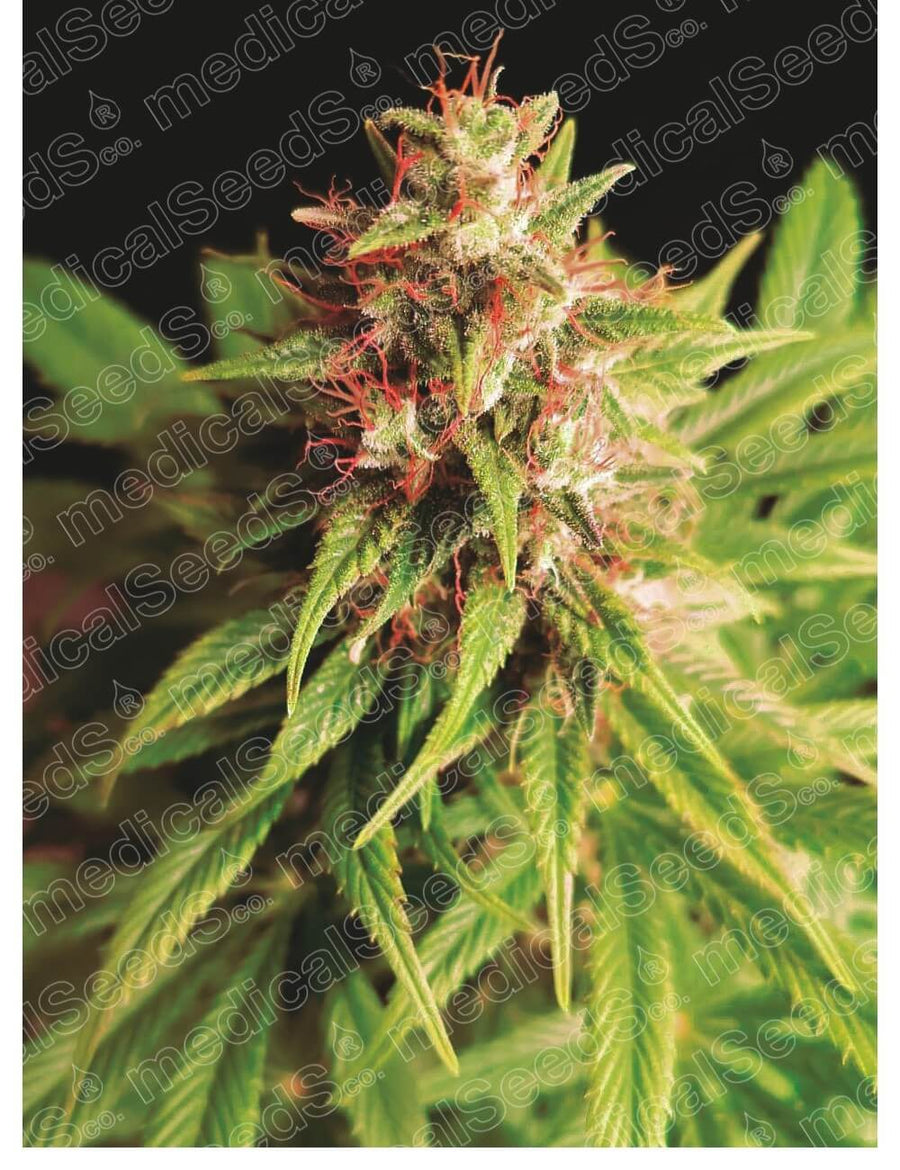 Red Cross CBD Feminised Seeds