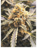 Recovery CBD Feminised Seeds