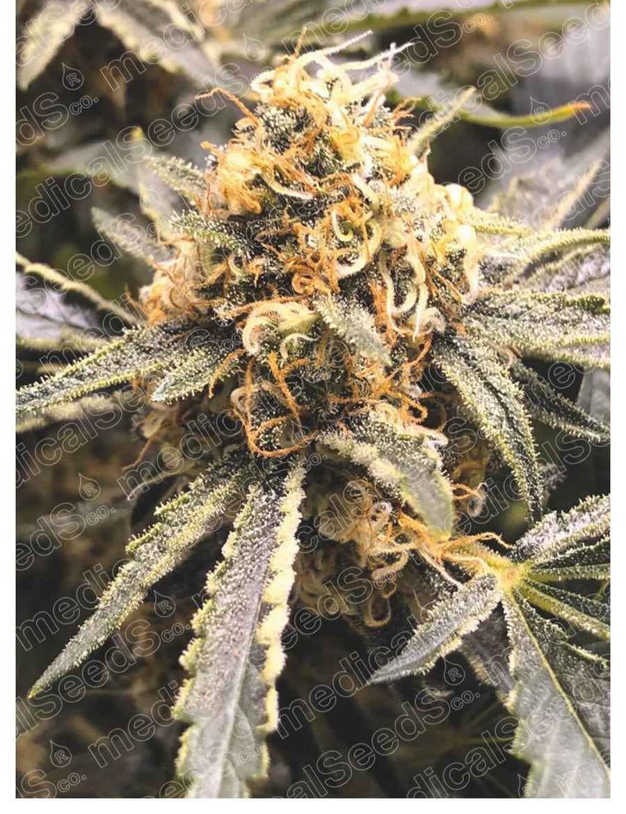 Recovery CBD Feminised Seeds