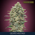 Semillas feminizadas Gelato #33 FAST