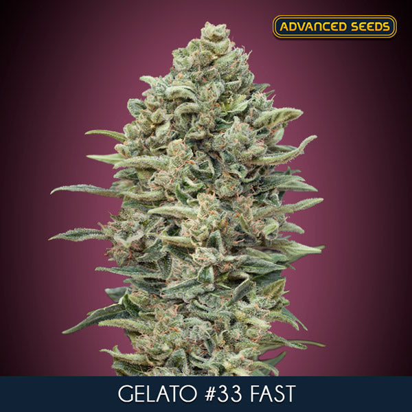 Semillas feminizadas Gelato #33 FAST