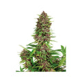 Semillas feminizadas Purple Kush
