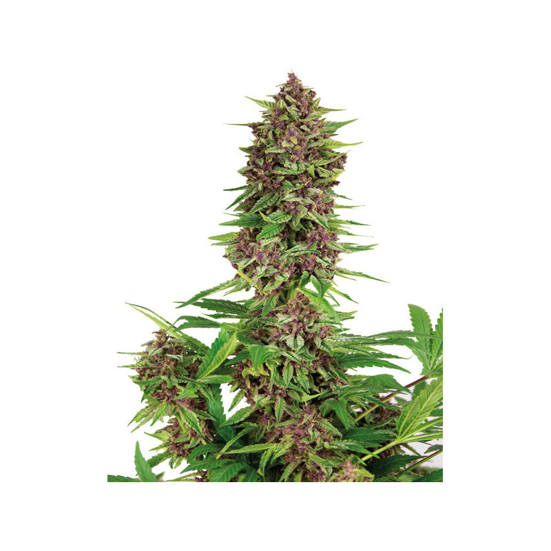 Semillas feminizadas Purple Kush