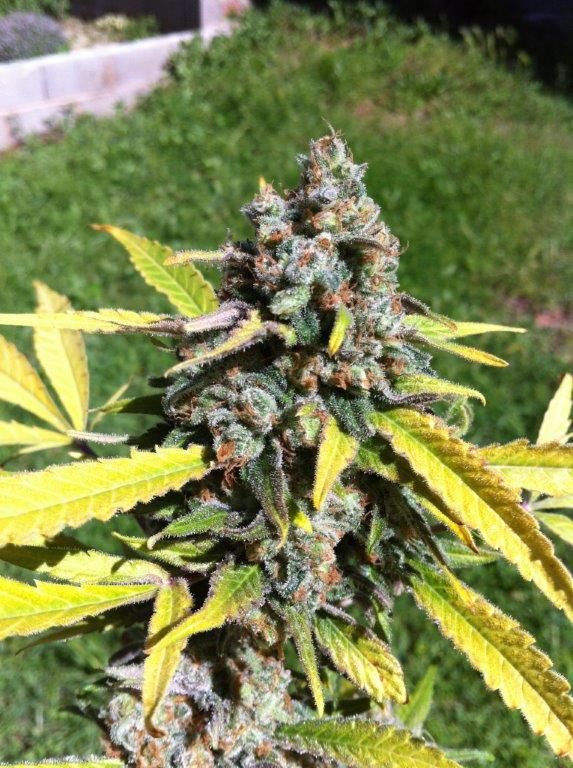 AK Auto Feminised Seeds - Bulk x 100