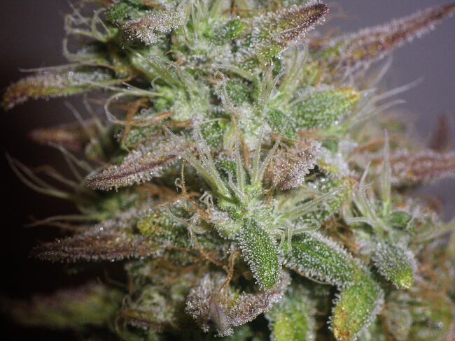 White Widow Feminised Seeds - Bulk x 100