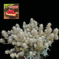 Semillas feminizadas de Strawberry Cheesecake Auto