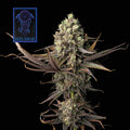 Blue Dream feminisierte Samen