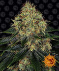 Semillas feminizadas Skywalker OG Auto