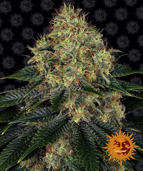 Semillas feminizadas Skywalker OG Auto