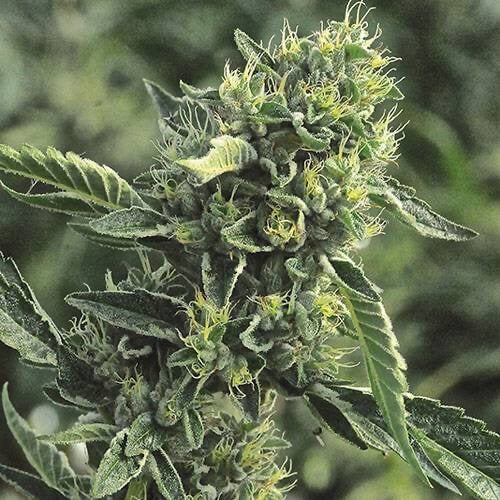DC Cure 1:1 CBD Auto Feminisierte Samen
