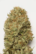 Blue Dream Auto Feminisierte Samen