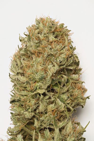 Blue Dream Auto Feminisierte Samen