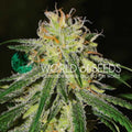 Semillas feminizadas de Amnesia Early Harvest