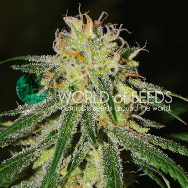 Amnesia Early Harvest Feminised Seeds