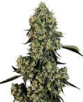 OG Kush Feminised Seeds