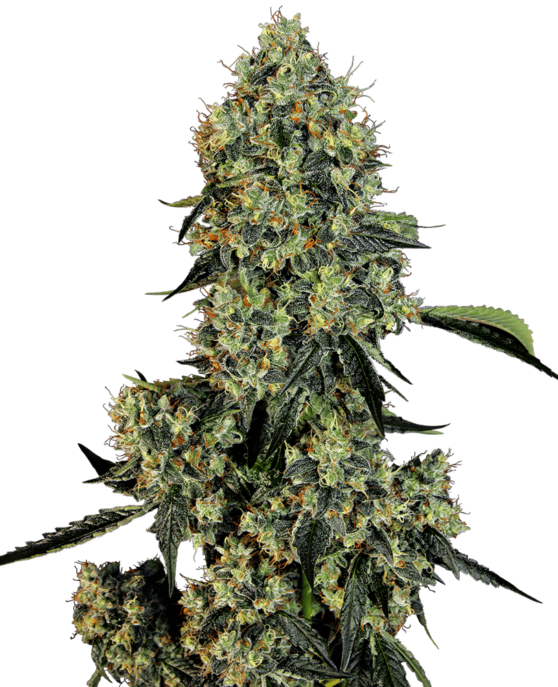 Semillas feminizadas de OG Kush
