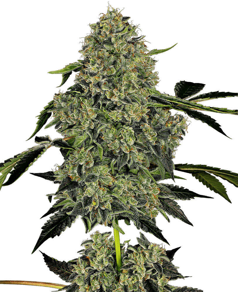 Semillas feminizadas OG Kush Auto