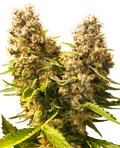 Banana Kush Cake Auto Feminisierte Samen