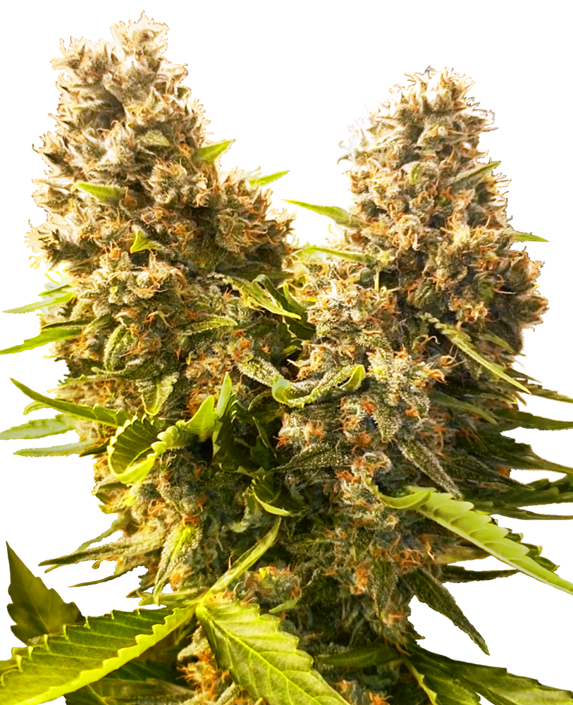 Banana Kush Cake Auto Feminisierte Samen