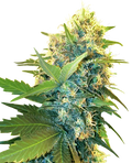 Semillas feminizadas Double Kush Cake