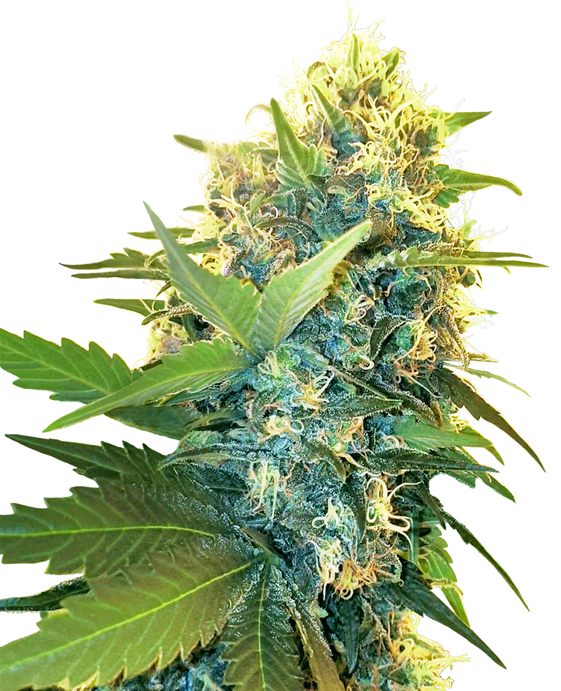 Double Kush Cake Feminised Seeds