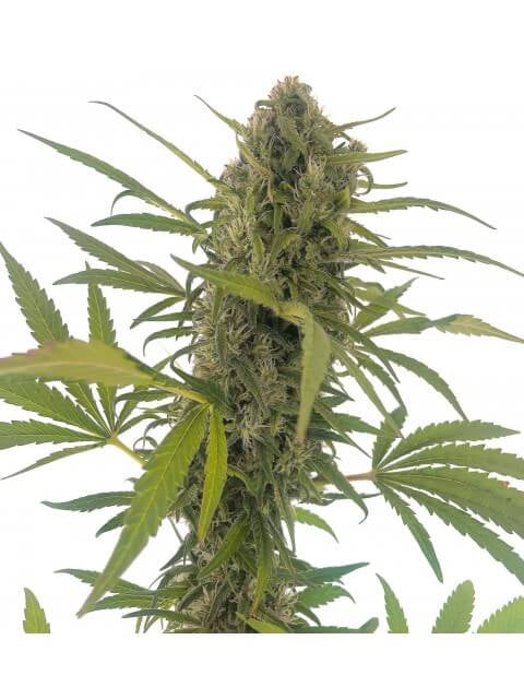 Semillas feminizadas Gorilla Snow Ultra CBD