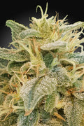 Semillas feminizadas de CBD Relief (CBDrelief™)