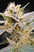 Semillas feminizadas Delight CBD (CBDelight™)