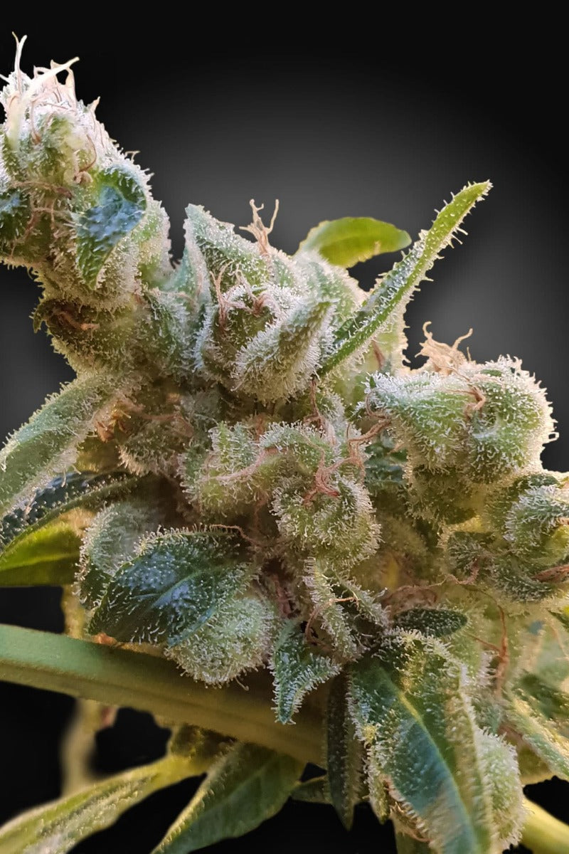 Semillas feminizadas Relax CBD (CBDrelax™)