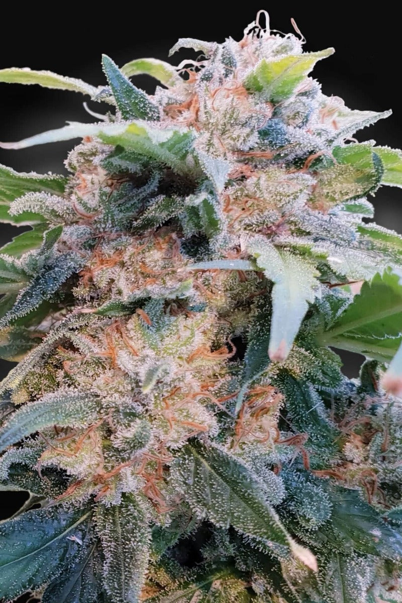 Semillas feminizadas Dream CBD (CBDream™)