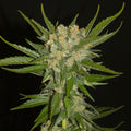 Aladdins Skunk-Samen (Standard)