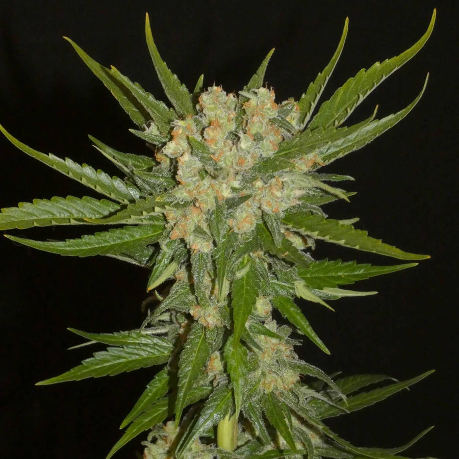 Aladdins Skunk-Samen (Standard)