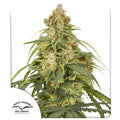 Semillas feminizadas CBD-Victory Auto