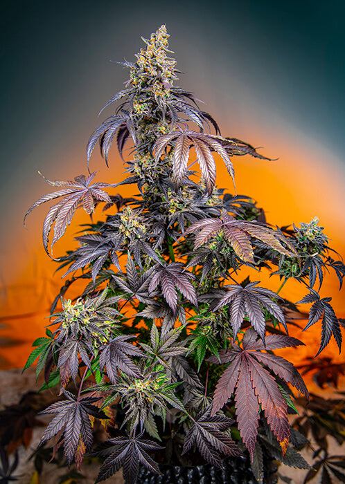 Red Gorilla Girl XL Auto Feminisierte Samen