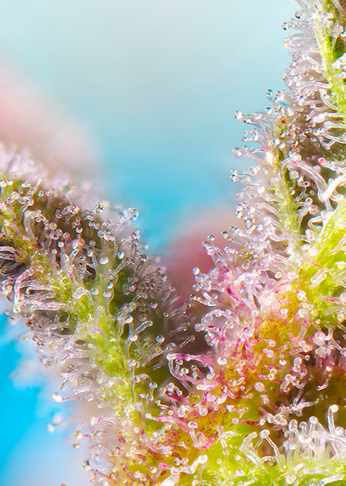 Purple Punch OG feminisierte Samen