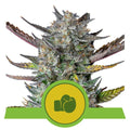 Semillas feminizadas Purple Punch Auto