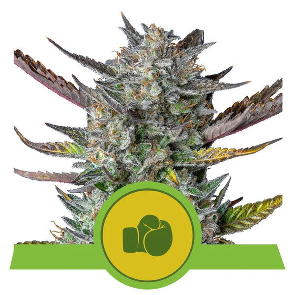 Purple Punch Auto Feminisierte Samen