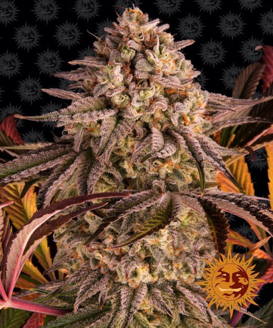 Semillas feminizadas de Blue Sunset Sherbert