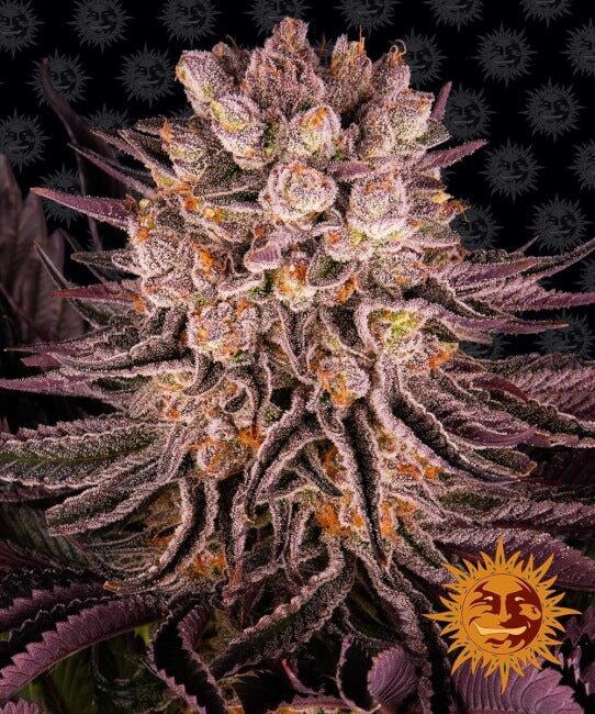 Semillas feminizadas Mimosa x Orange Punch