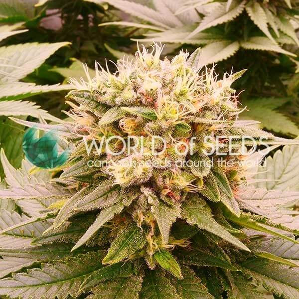 Semillas feminizadas de CBD sin THC de Harlequeen