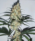 Semillas feminizadas de Grape Amnesia