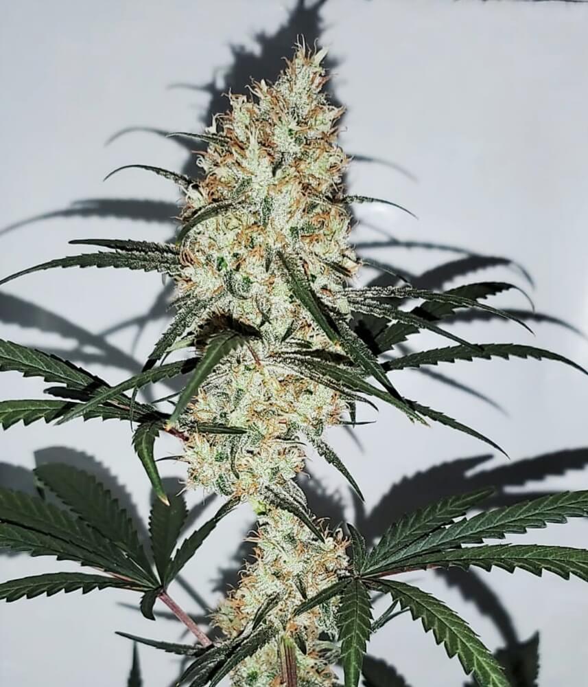 Semillas feminizadas de Grape Amnesia