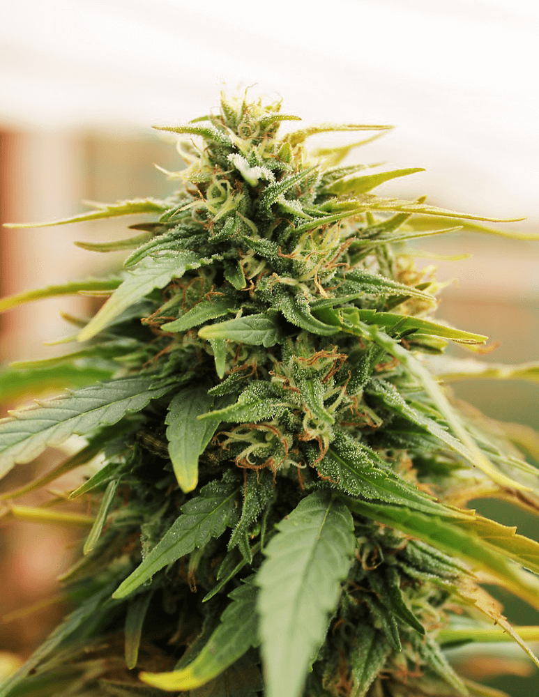 Deep Forest Super Auto Feminisierte Samen