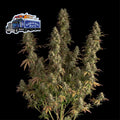 Alaskan Diesel Auto Feminised Seeds